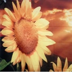 Tenture Murale Tournesol 8 Tenture Murale Tournesol -EtoileHarmonie Promos Boutique 230x180cm grande tapisserie indienne mandala tenture murale tournesol floral boh me serviette de plage polyester mince 2