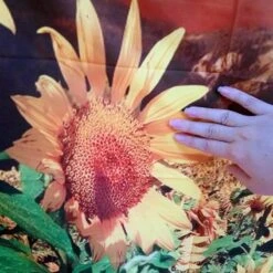 Tenture Murale Tournesol 9 Tenture Murale Tournesol -EtoileHarmonie Promos Boutique 230x180cm grande tapisserie indienne mandala tenture murale tournesol floral boh me serviette de plage polyester mince 3