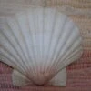 COQUILLE SAINT-JACQUES VIDE NATURELLE BRETONNE - 47g - 11 X 10 Cm