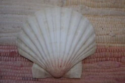 COQUILLE SAINT-JACQUES VIDE NATURELLE BRETONNE - 47g - 11 X 10 Cm