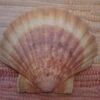 COQUILLE SAINT-JACQUES VIDE NATURELLE BRETONNE 56g
