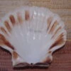 COQUILLE SAINT-JACQUES VIDE NATURELLE BRETONNE 53g