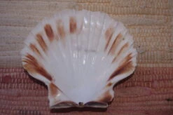 COQUILLE SAINT-JACQUES VIDE NATURELLE BRETONNE 53g