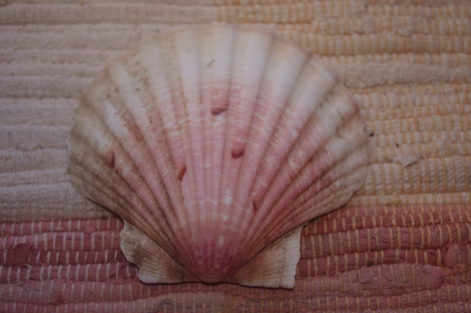 COQUILLE SAINT-JACQUES VIDE NATURELLE BRETONNE 53g 2 COQUILLE SAINT-JACQUES VIDE NATURELLE BRETONNE 53g – Image 2