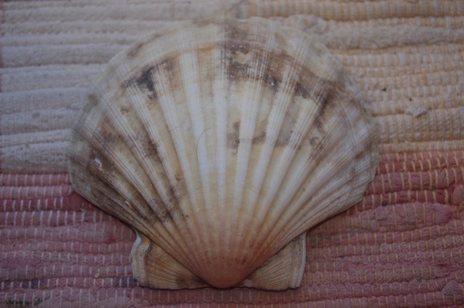 COQUILLE SAINT-JACQUES VIDE NATURELLE BRETONNE 60g 2 COQUILLE SAINT-JACQUES VIDE NATURELLE BRETONNE 60g – Image 2