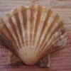 COQUILLE SAINT-JACQUES VIDE NATURELLE BRETONNE - 51g - 11 X 10.2 Cm