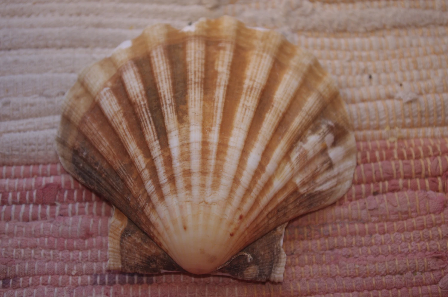 COQUILLE SAINT-JACQUES VIDE NATURELLE BRETONNE - 51g - 11 X 10.2 Cm 1 COQUILLE SAINT-JACQUES VIDE NATURELLE BRETONNE - 51g - 11 X 10.2 Cm