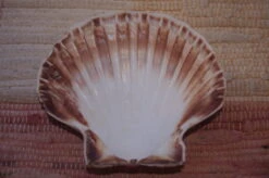 COQUILLE SAINT-JACQUES VIDE NATURELLE BRETONNE 60g