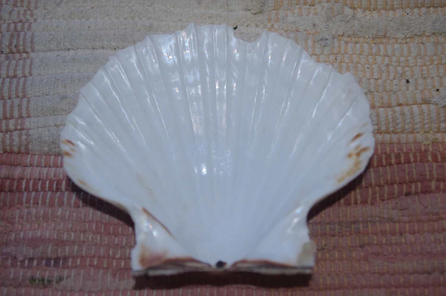 COQUILLE SAINT-JACQUES VIDE NATURELLE BRETONNE - 51g - 11 X 10.2 Cm 2 COQUILLE SAINT-JACQUES VIDE NATURELLE BRETONNE - 51g - 11 X 10.2 Cm – Image 2