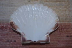 COQUILLE SAINT-JACQUES VIDE NATURELLE BRETONNE 59g