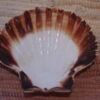 COQUILLE SAINT-JACQUES VIDE NATURELLE BRETONNE - 41g - 11 X 9.8 Cm