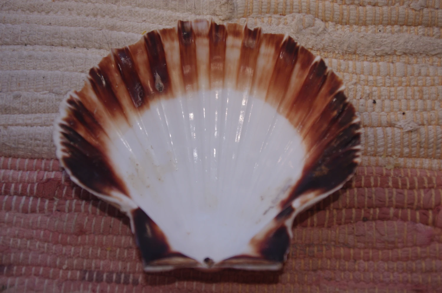 COQUILLE SAINT-JACQUES VIDE NATURELLE BRETONNE - 41g - 11 X 9.8 Cm 1 COQUILLE SAINT-JACQUES VIDE NATURELLE BRETONNE - 41g - 11 X 9.8 Cm
