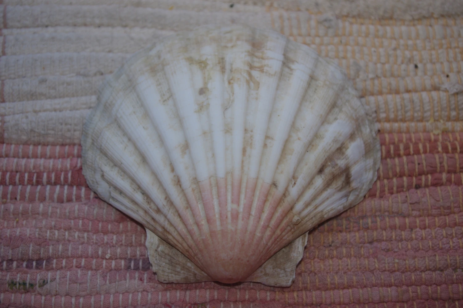 COQUILLE SAINT-JACQUES VIDE NATURELLE BRETONNE - 41g - 11 X 9.8 Cm 2 COQUILLE SAINT-JACQUES VIDE NATURELLE BRETONNE - 41g - 11 X 9.8 Cm – Image 2