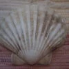 COQUILLE SAINT-JACQUES VIDE NATURELLE BRETONNE 52g 12x10.5 Cm