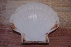 COQUILLE SAINT-JACQUES VIDE NATURELLE BRETONNE 52g12.3 X 10.8 Cm