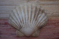 COQUILLE SAINT-JACQUES VIDE NATURELLE BRETONNE 52g 12x10.5 Cm