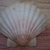 COQUILLE SAINT-JACQUES VIDE NATURELLE BRETONNE 54g 10x12 Cm