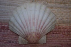 COQUILLE SAINT-JACQUES VIDE NATURELLE BRETONNE 54g 10x12 Cm