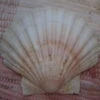 COQUILLE SAINT-JACQUES VIDE ONDE DE FORME NATURELLE - 46g - 11.5 X 10.2 Cm