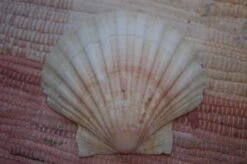 COQUILLE SAINT-JACQUES VIDE ONDE DE FORME NATURELLE - 46g - 11.5 X 10.2 Cm