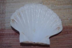 COQUILLE SAINT-JACQUES VIDE NATURELLE BRETONNE - 51g - 12.2 X 10.7 Cm
