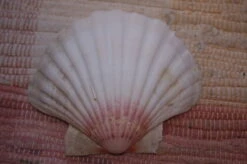 COQUILLE SAINT-JACQUES VIDE NATURELLE BRETONNE - 54g - 12.7 X 10.8 Cm