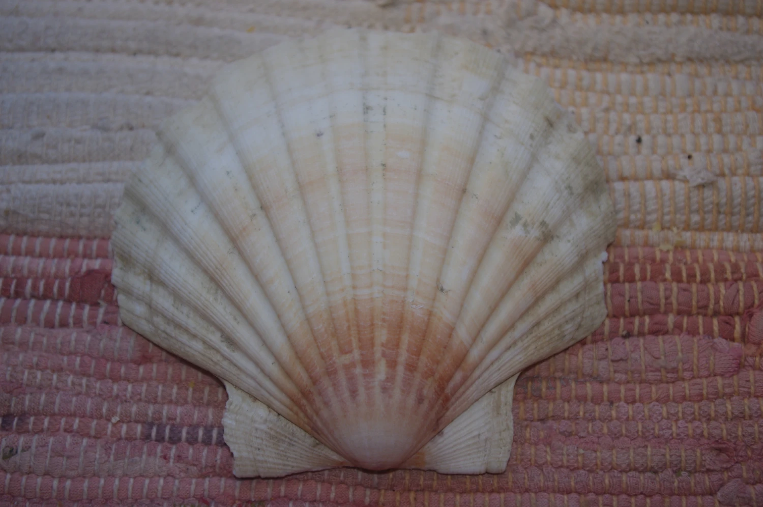 COQUILLE SAINT-JACQUES VIDE ONDE DE FORME NATURELLE - 47g - 11.5 X 10.3 Cm 1 COQUILLE SAINT-JACQUES VIDE ONDE DE FORME NATURELLE - 47g - 11.5 X 10.3 Cm