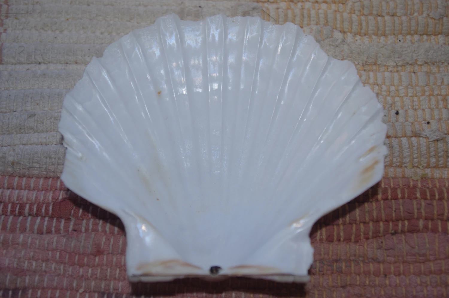 COQUILLE SAINT-JACQUES VIDE ONDE DE FORME NATURELLE - 47g - 11.5 X 10.3 Cm 2 COQUILLE SAINT-JACQUES VIDE ONDE DE FORME NATURELLE - 47g - 11.5 X 10.3 Cm – Image 2