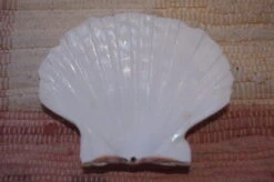COQUILLE SAINT-JACQUES VIDE NATURELLE BRETONNE - 51g - 12 X 10.3 Cm