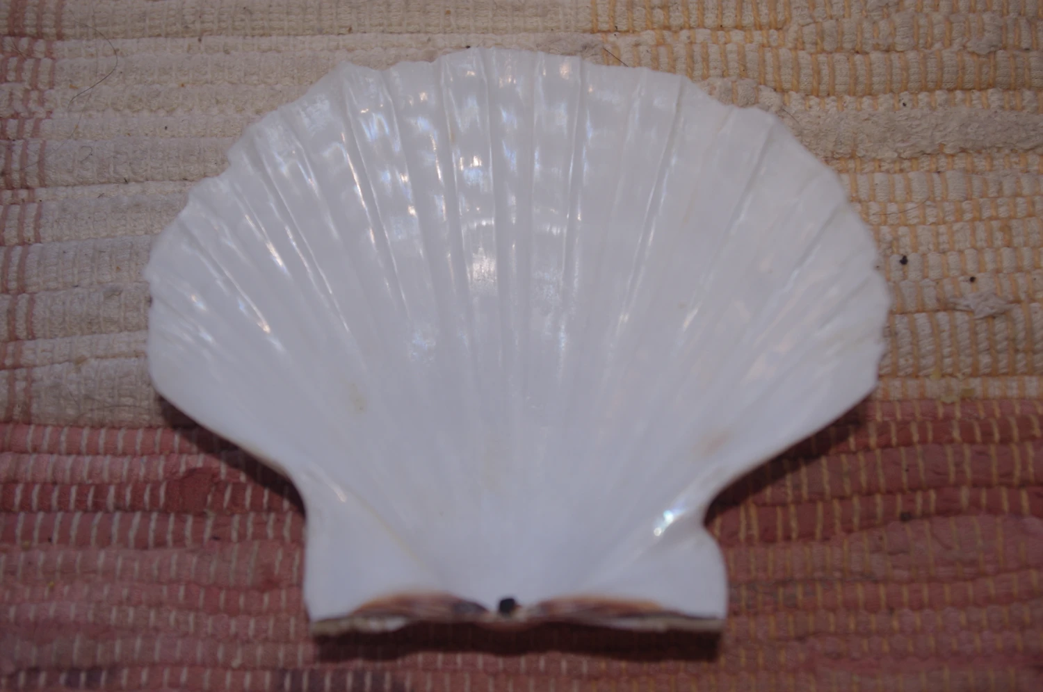 COQUILLE SAINT-JACQUES VIDE NATURELLE BRETONNE - 51g - 12 X 10.3 Cm 1 COQUILLE SAINT-JACQUES VIDE NATURELLE BRETONNE - 51g - 12 X 10.3 Cm